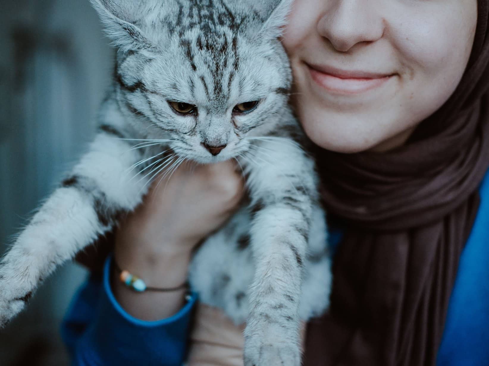 Katze adoptieren: Ablauf und Kosten in Österreich und Deutschland