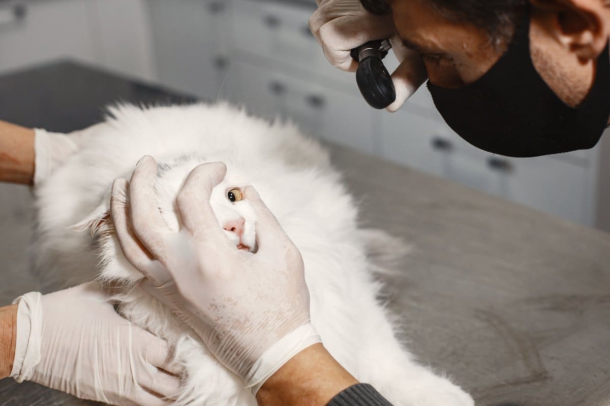 Tierarzt untersucht das Auge einer weißen Katze mit einer Lampe