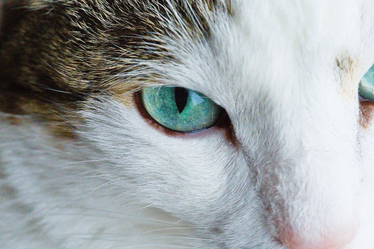 Nahaufnahme eines klaren Katzenauges