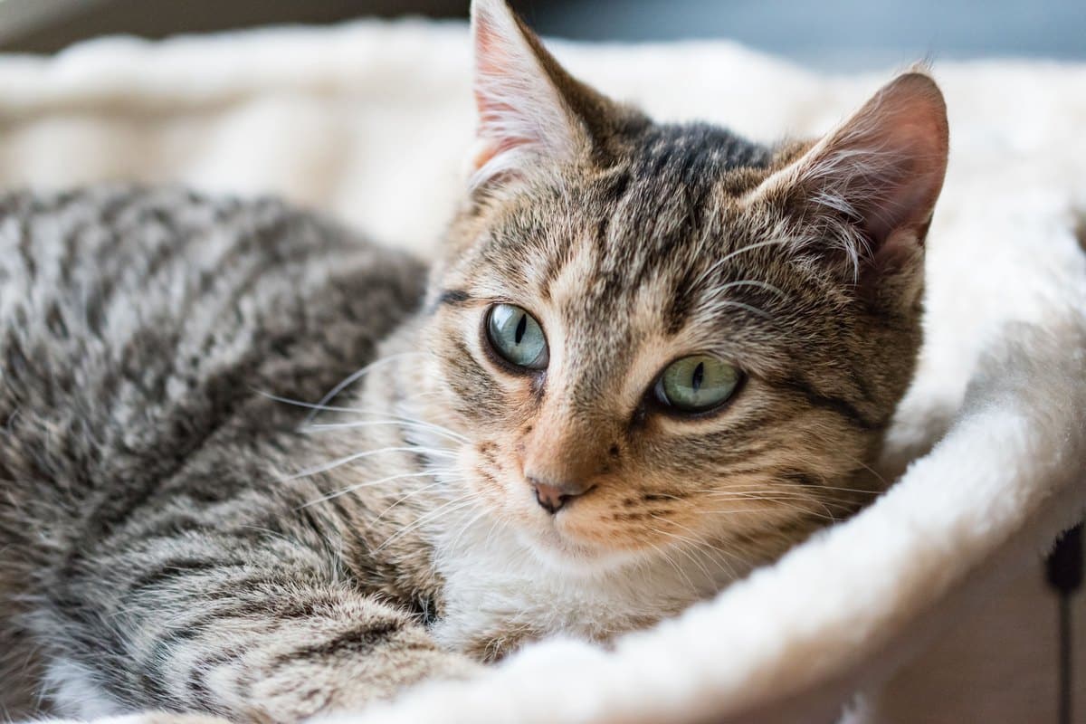 Getigerte Katze mit grünen Augen liegt in ihrem Körbchen