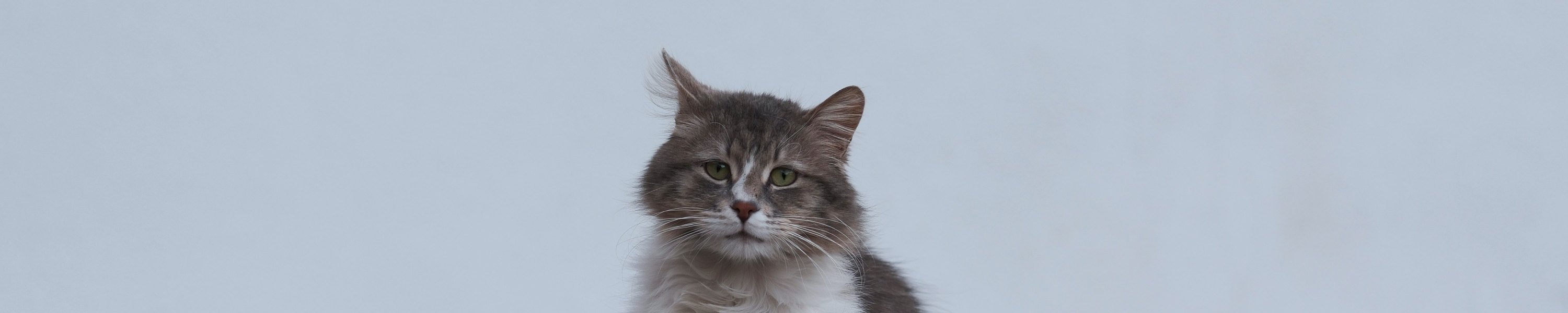 Katze Auge tränt: Ursachen und wann du zum Tierarzt solltest