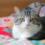 Katze Auge tränt: Ursachen und wann du zum Tierarzt solltest