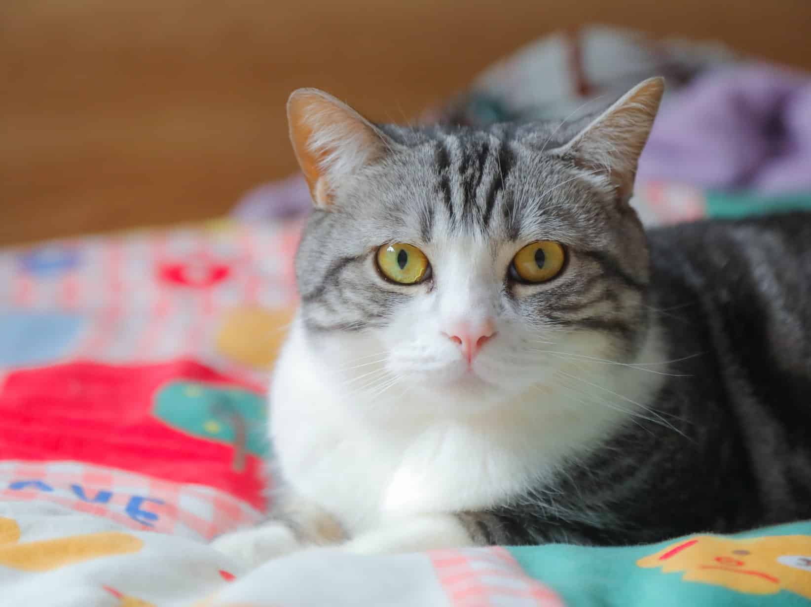 Katze Auge tränt: Ursachen und wann du zum Tierarzt solltest