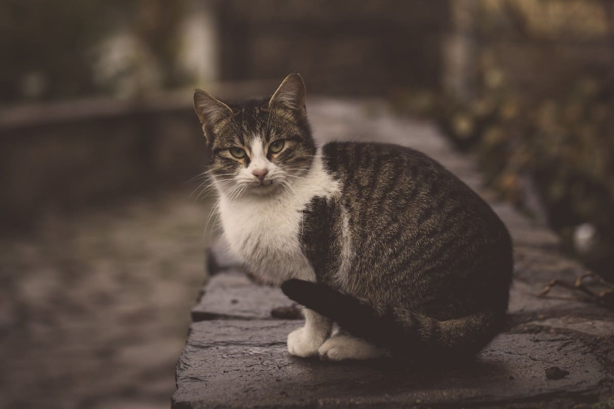 Grau getigerte Katze sitzt auf einer nassen Steinmauer