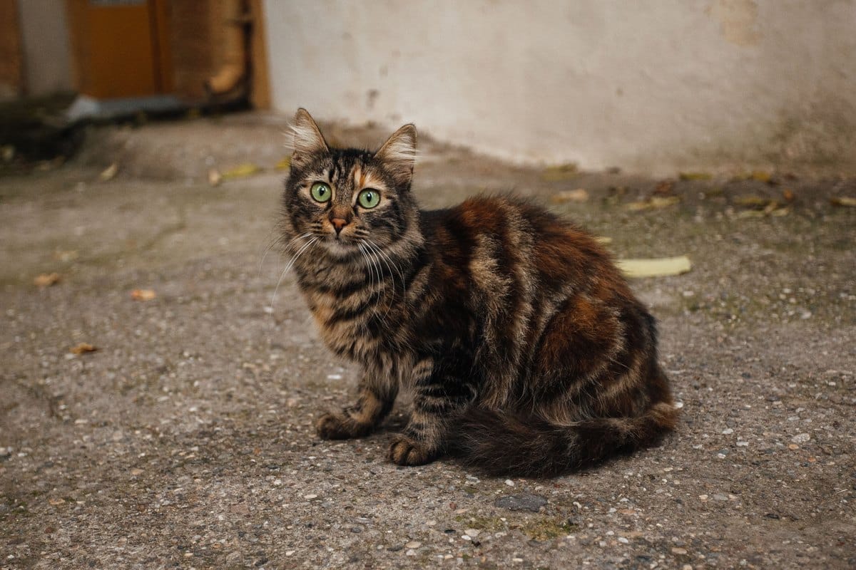 Getigerte Katze kauert auf einem Hof und blickt aufmerksam