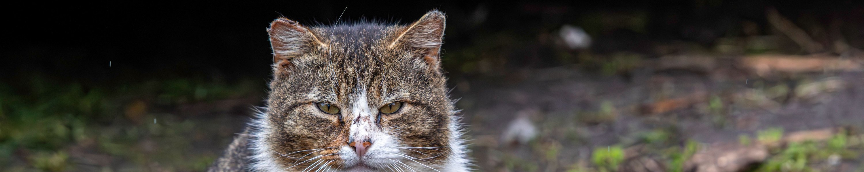 Fundtier: Katze oder Hund gefunden, was jetzt?