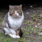 Fundtier: Katze oder Hund gefunden, was jetzt?