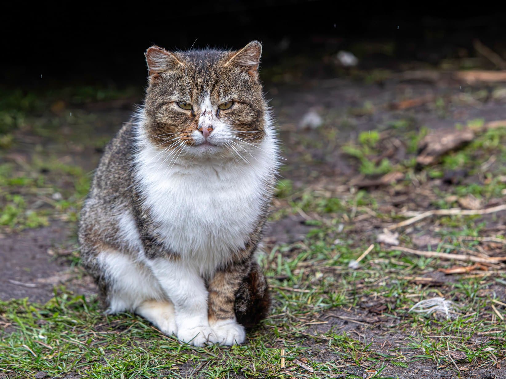 Fundtier: Katze oder Hund gefunden, was jetzt?