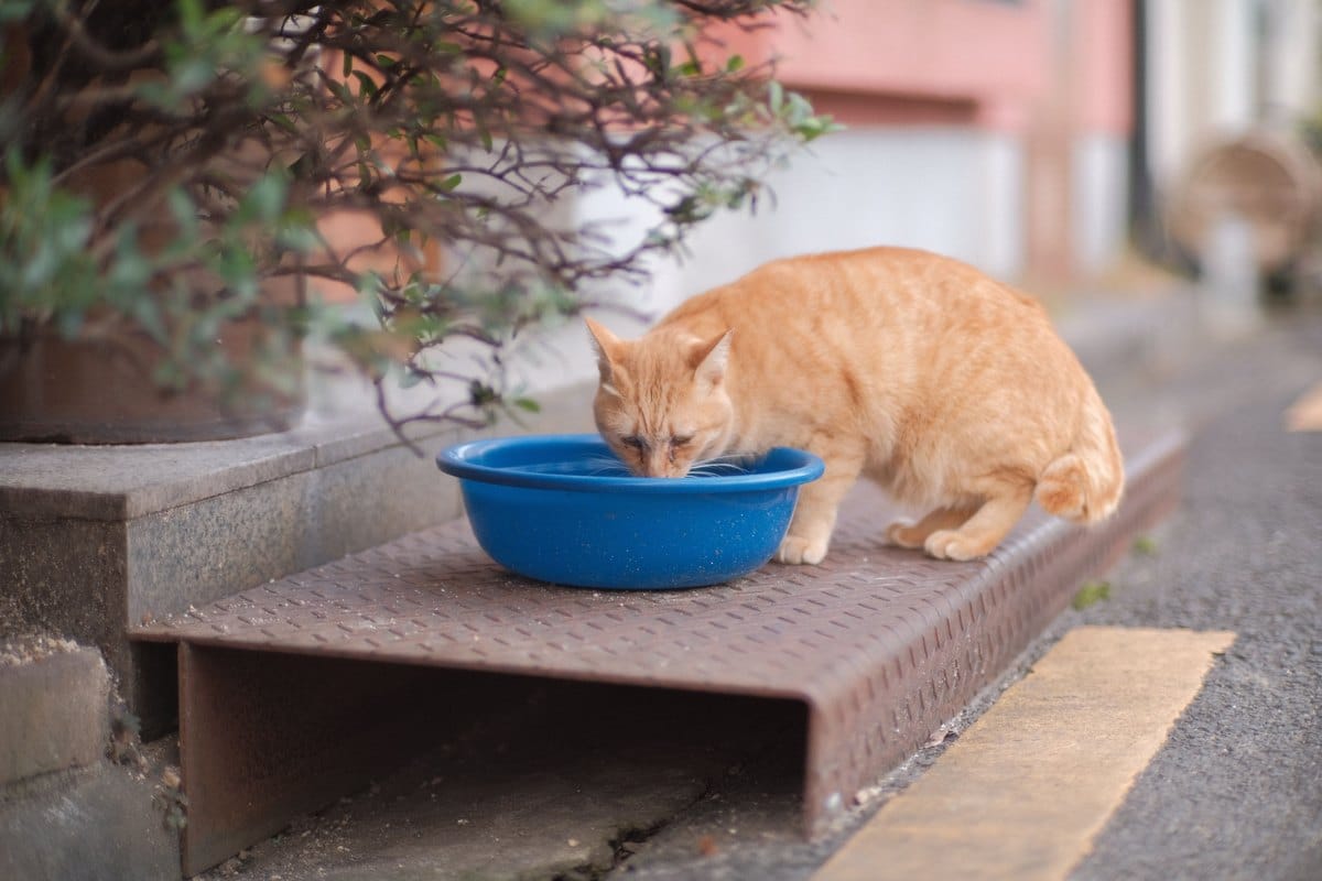 Rote Katze trinkt Wasser aus einer Schale