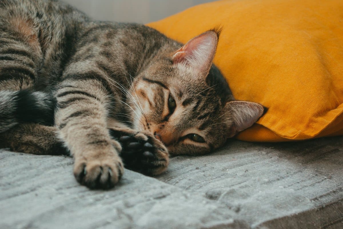 Getigerte Katze liegt matt auf einem Kissen