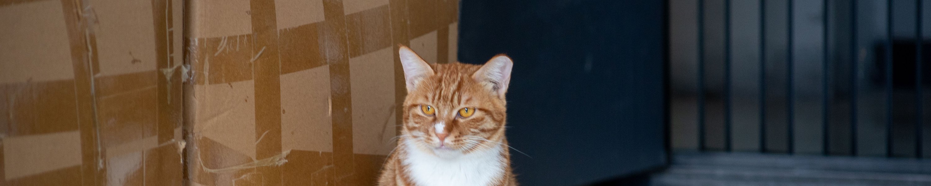 Katze kann nicht pinkeln: Harnverhalt beim Kater ist ein Notfall