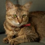 Katze kann nicht pinkeln: Harnverhalt beim Kater ist ein Notfall