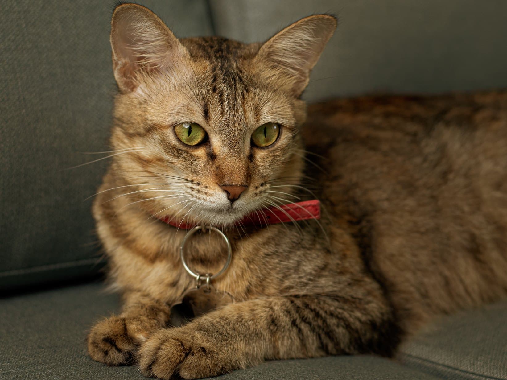 Katze kann nicht pinkeln: Harnverhalt beim Kater ist ein Notfall