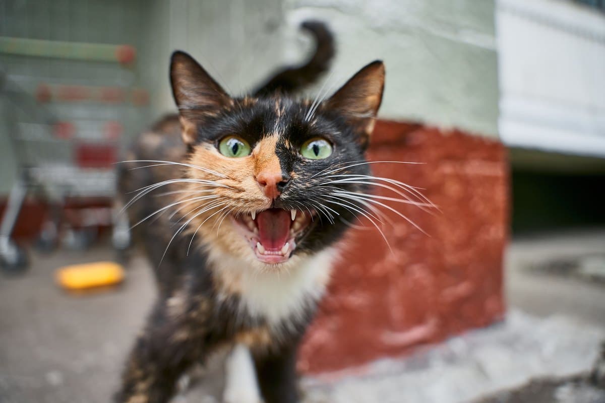 Dreifarbige Katze miaut laut