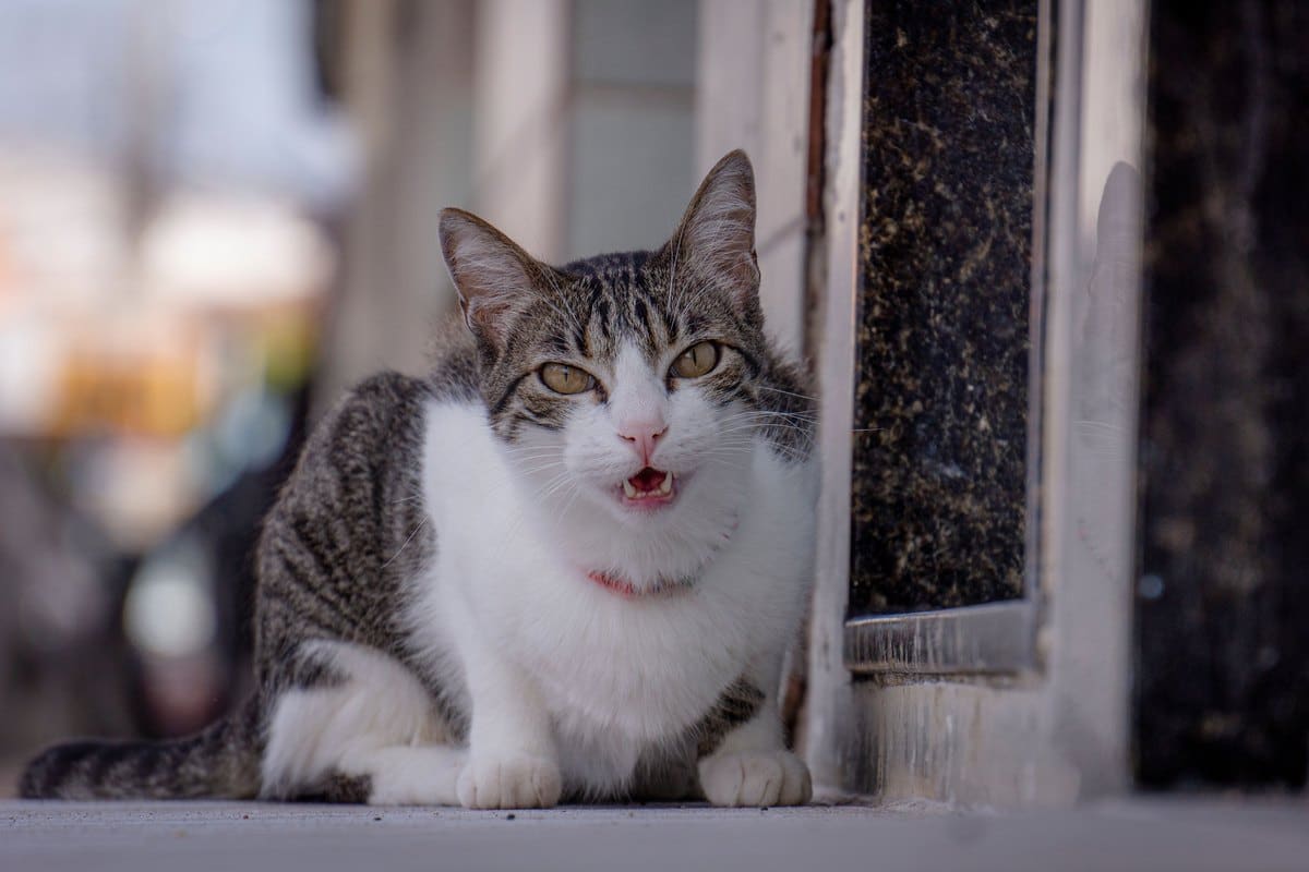 Katze sitzt vor einer Tür und miaut