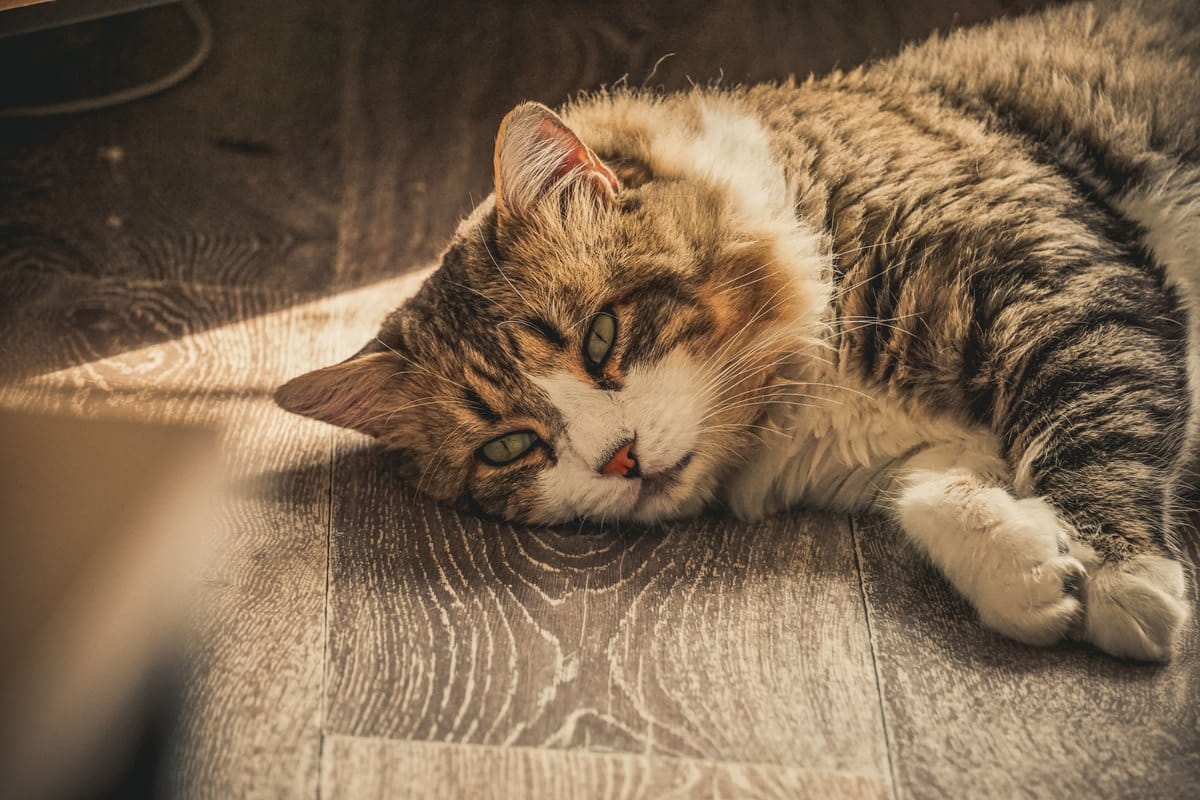 Ältere Katze liegt entspannt im Sonnenlicht