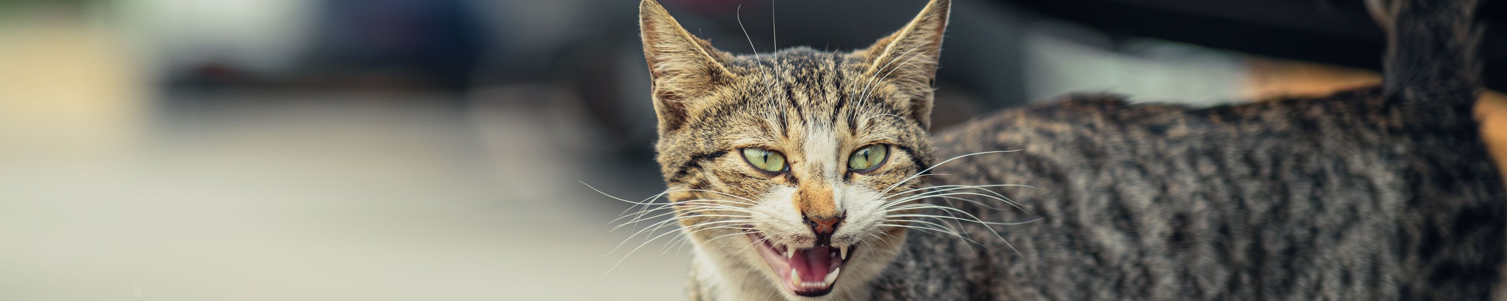 Katze miaut ständig: Ursachen und was du tun kannst