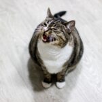 Katze miaut ständig: Ursachen und was du tun kannst