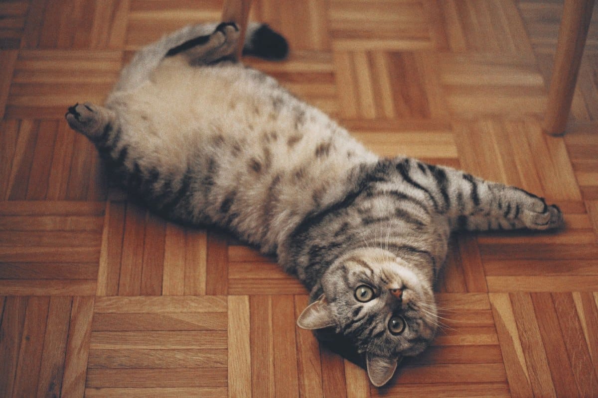 Getigerte Katze wälzt sich auf dem Parkettboden