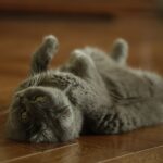 Katze rollig: Anzeichen, Dauer und was du tun kannst