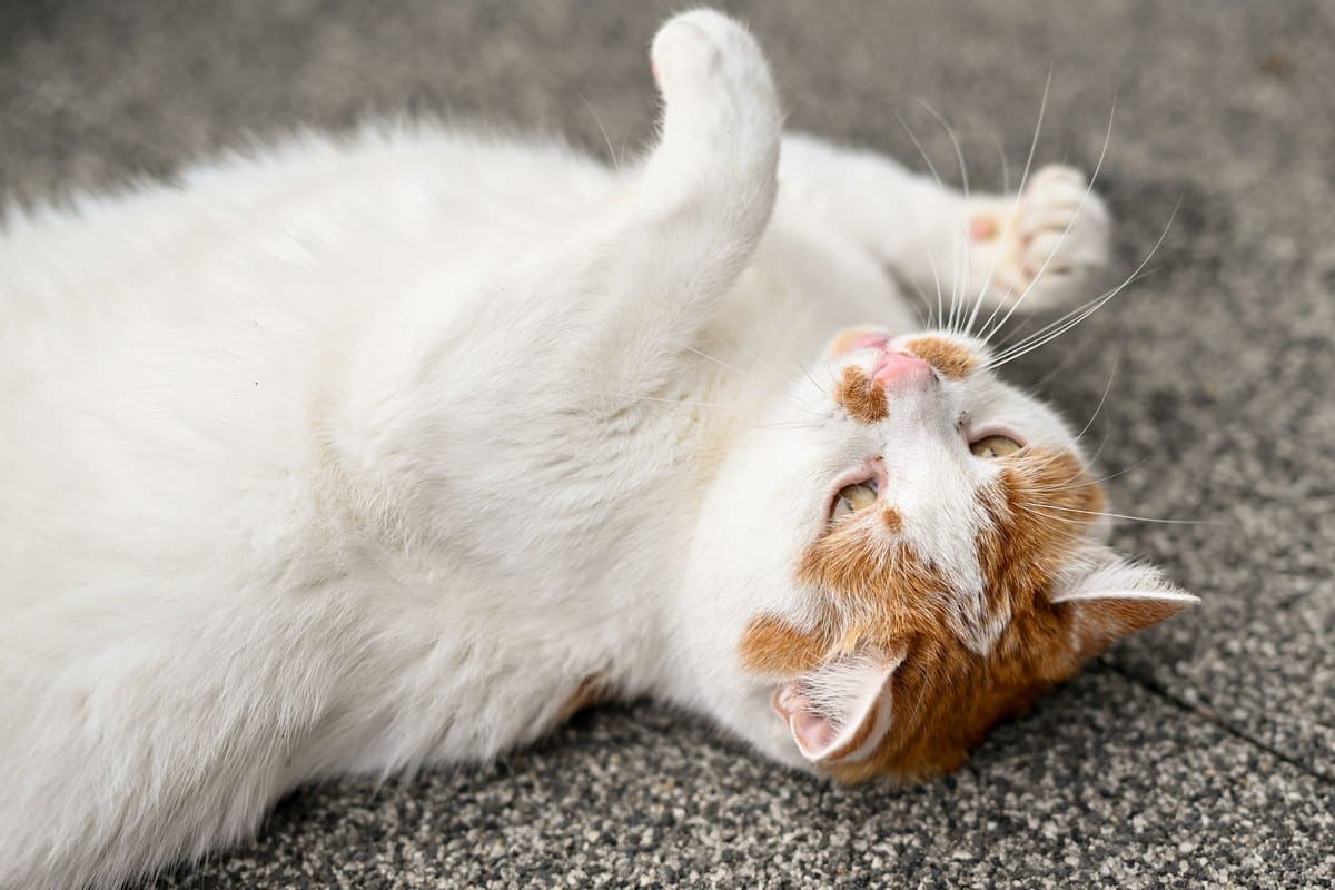 Weiß-rote Katze rollt sich auf dem Teppich hin und her
