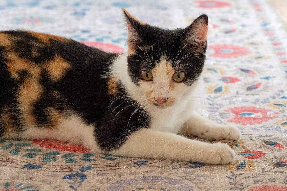 Dreifarbige Katze liegt auf einem bunten Teppich