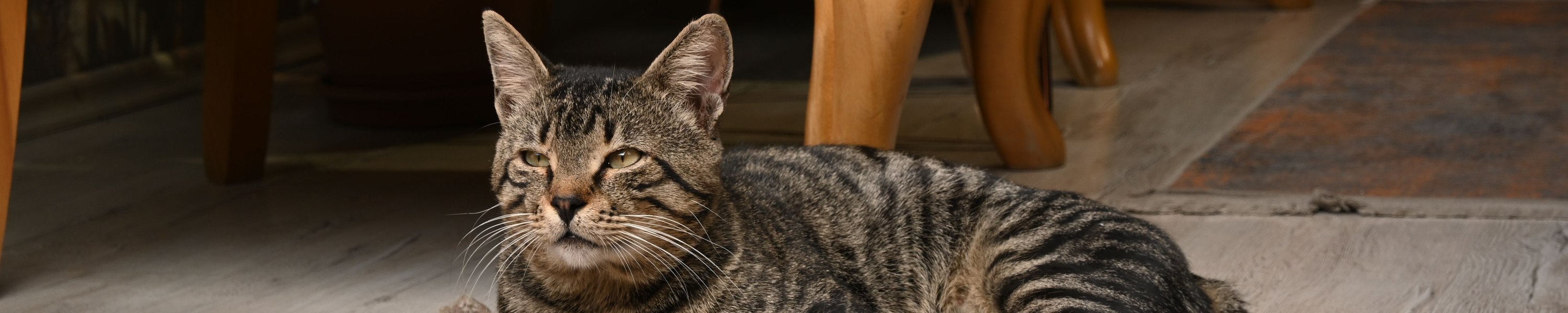 Katze rollig: Anzeichen, Dauer und was du tun kannst