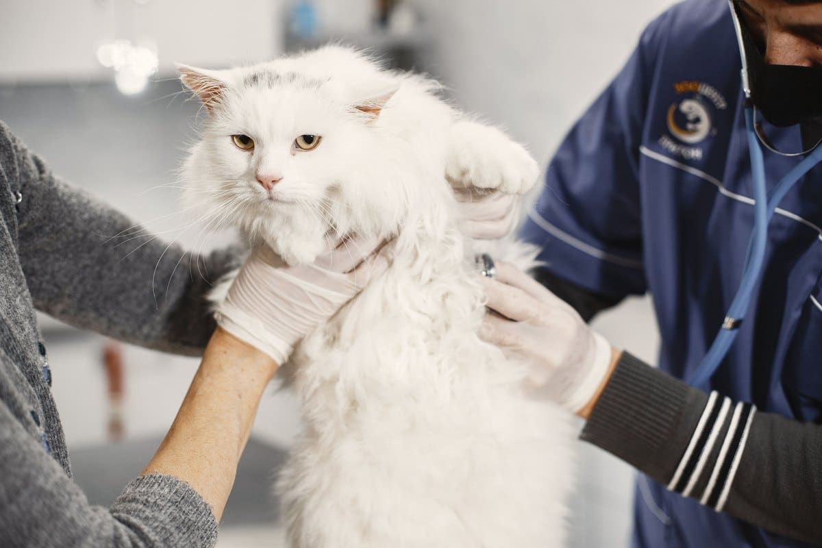 Tierärztin hört eine weiße Langhaarkatze mit dem Stethoskop ab