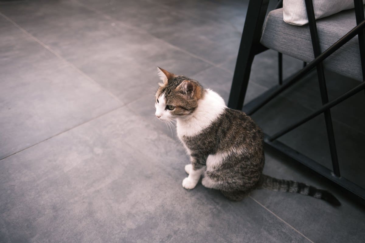 Getigerte Katze mit weißer Brust sitzt auf dem Fliesenboden