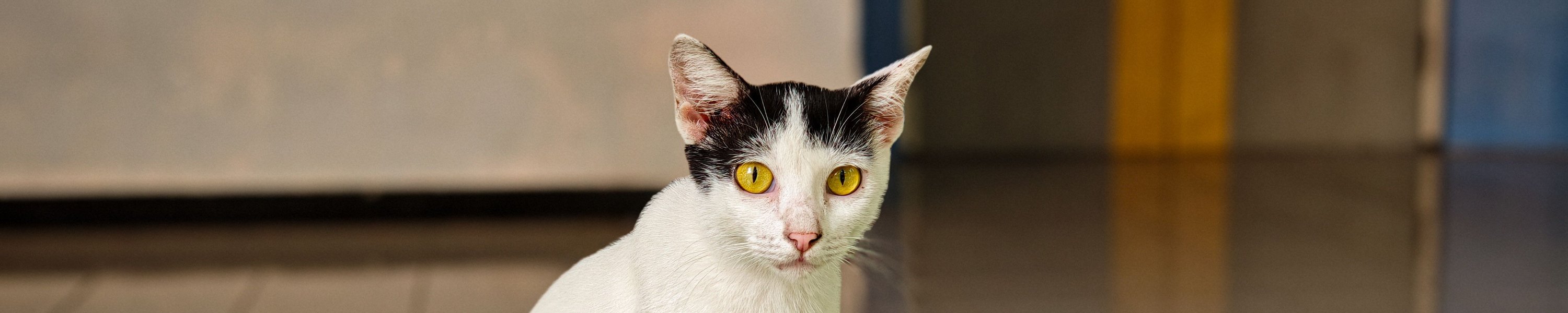 Katzenasthma: Symptome erkennen und richtig behandeln