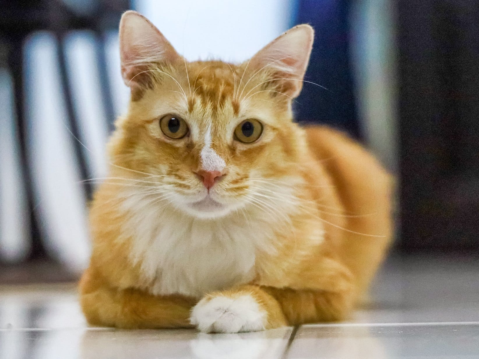 Katzenasthma: Symptome erkennen und richtig behandeln
