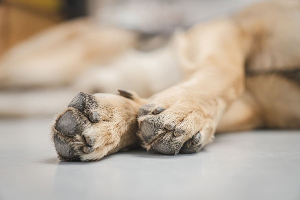 Vorderpfoten eines liegenden Schäferhunds in Nahaufnahme