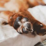 Krallenbettentzündung beim Hund: Erkennen und behandeln