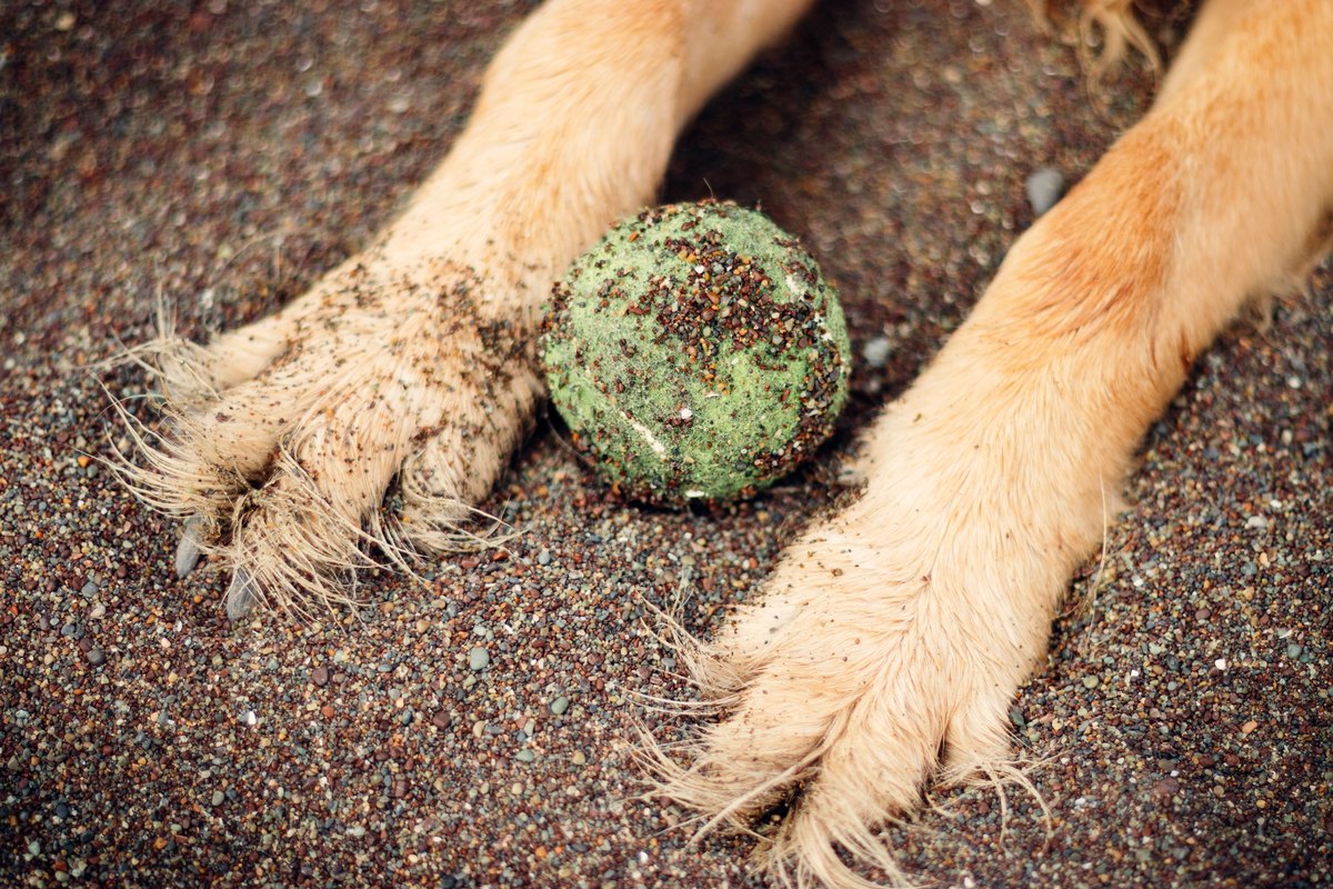 Sandige Hundepfoten neben einem Tennisball