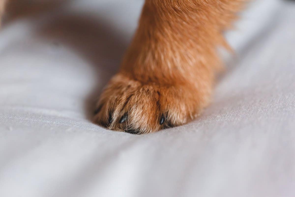 Nahaufnahme einer Welpenpfote mit Krallen auf einer Decke