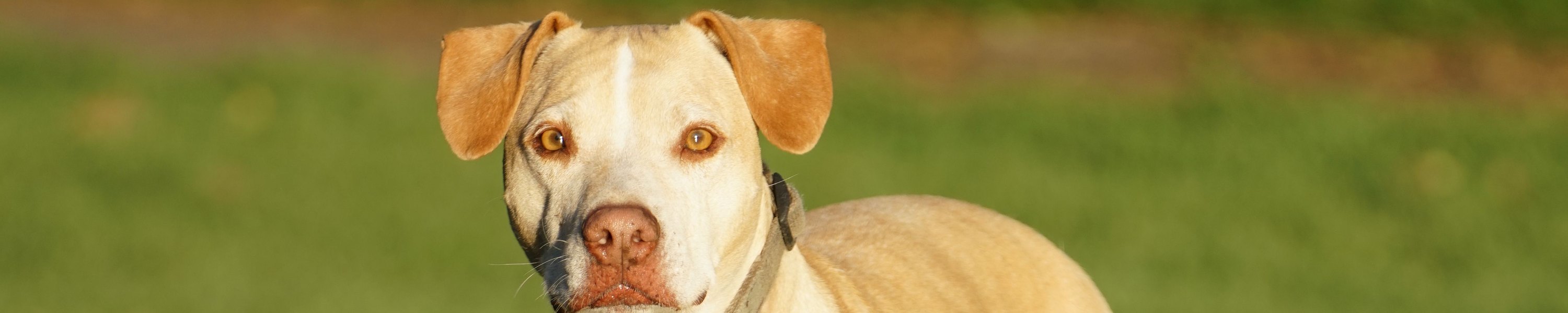 Krallenbettentzündung beim Hund: Erkennen und behandeln