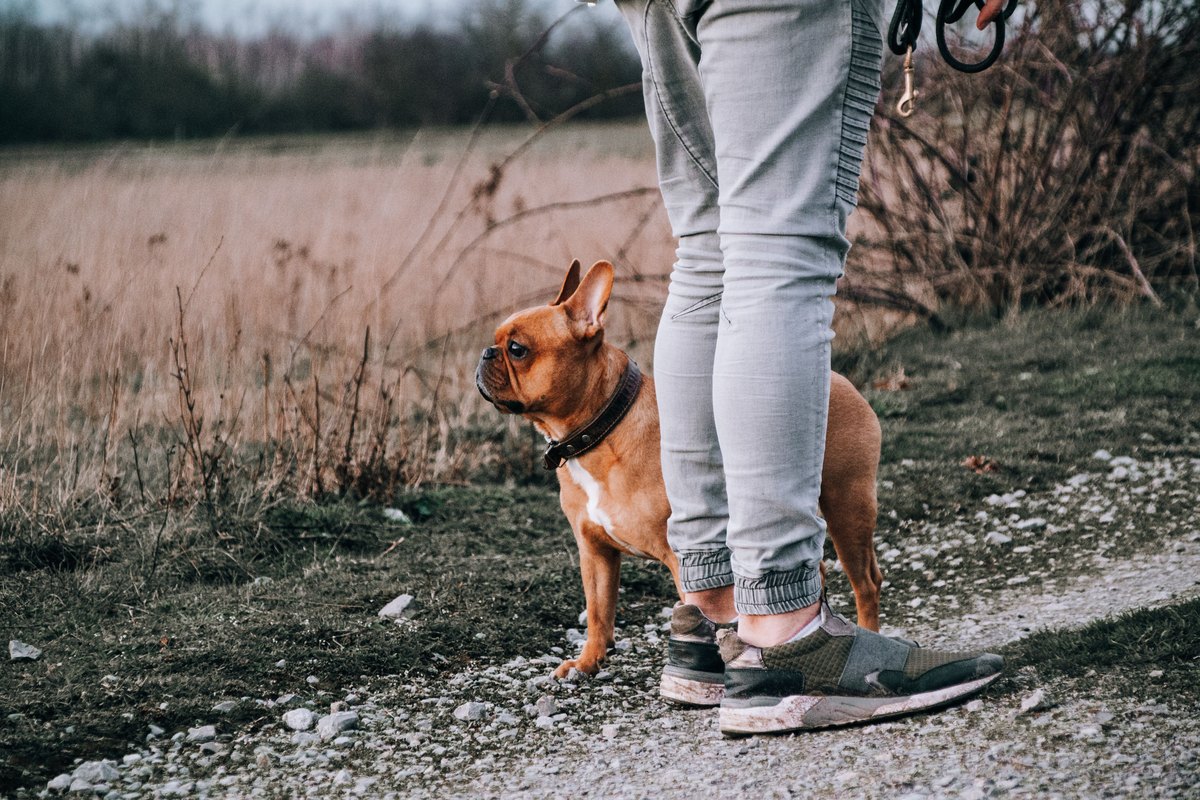 Französische Bulldogge steht an der Leine neben ihrer Halterin