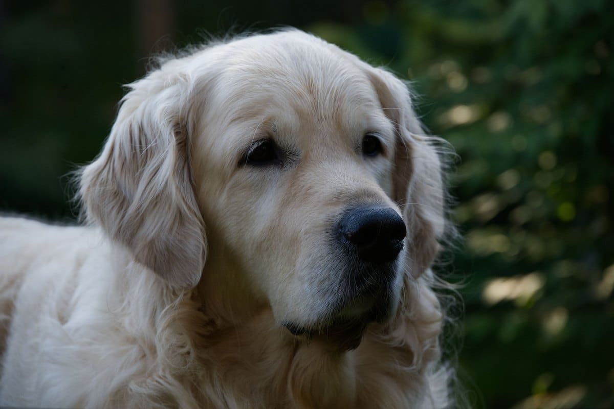 Golden Retriever ruht entspannt im Garten