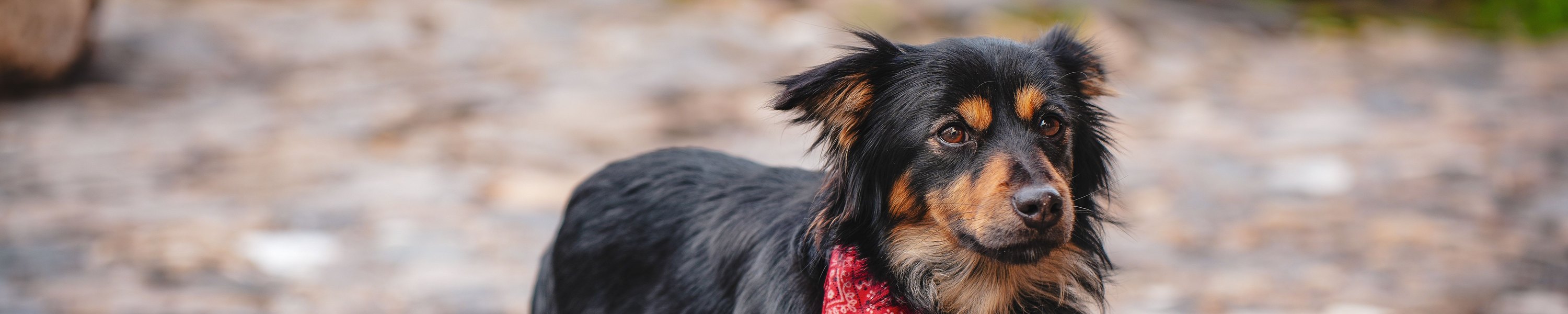 Läufigkeit beim Hund: Zyklus, Dauer, Anzeichen