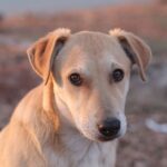 Läufigkeit beim Hund: Zyklus, Dauer, Anzeichen