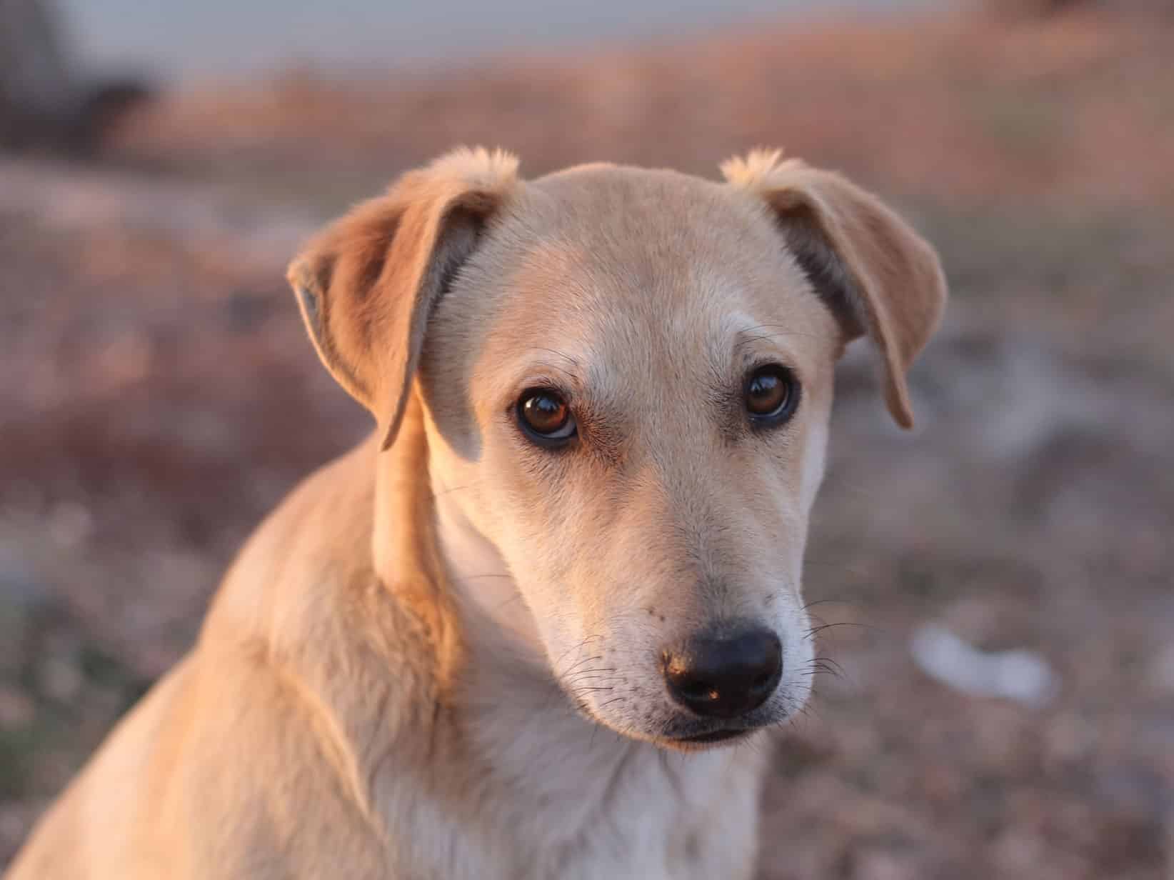 Läufigkeit beim Hund: Zyklus, Dauer, Anzeichen