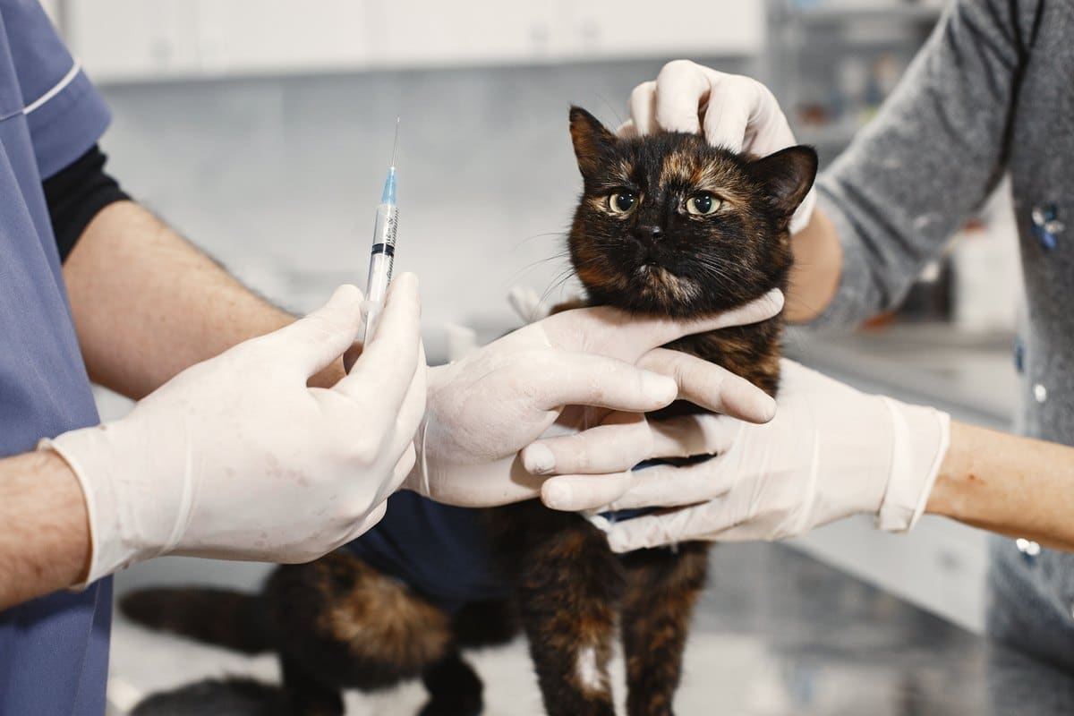 Tierärztin impft eine Katze