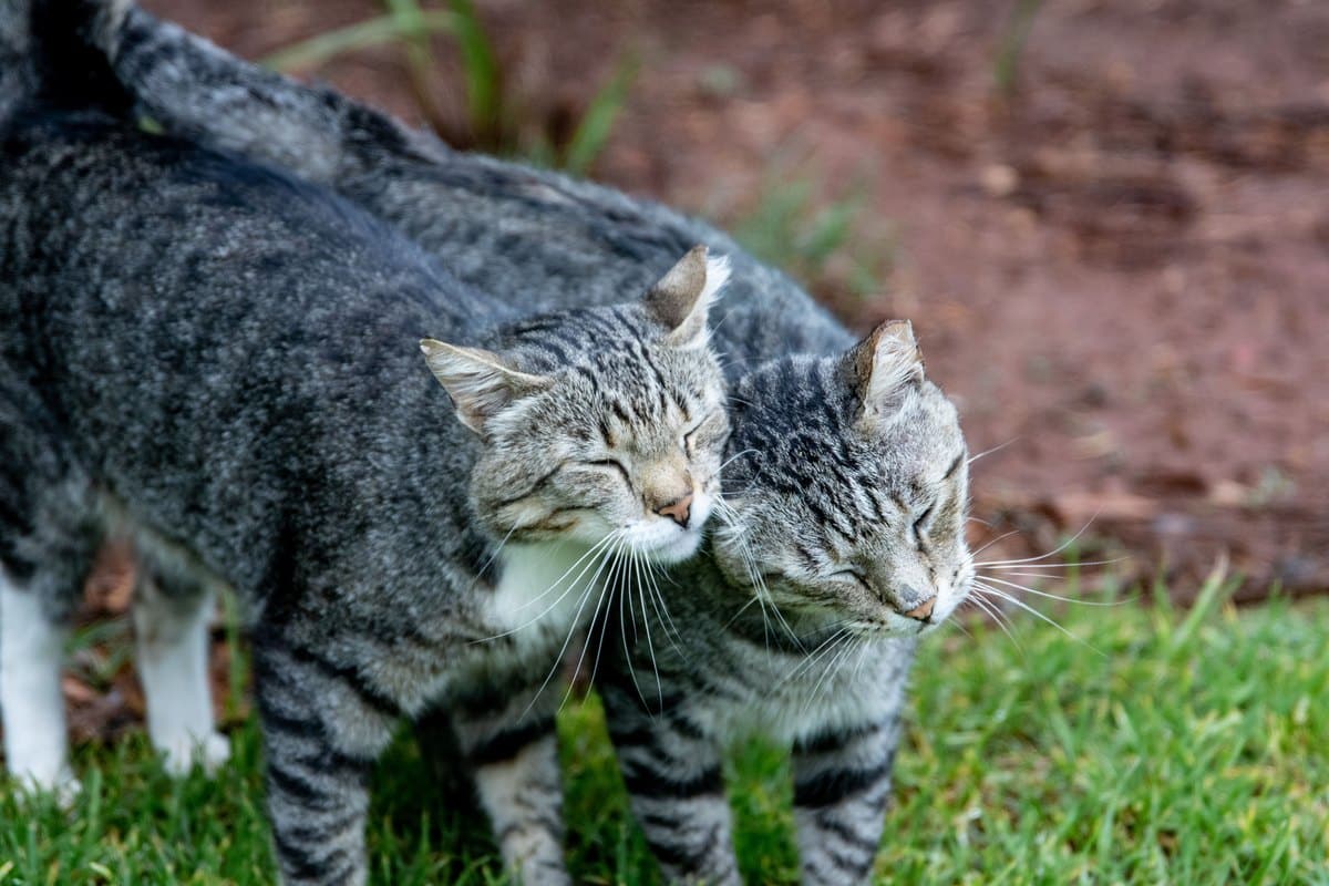 Zwei getigerte Katzen reiben die Köpfe aneinander