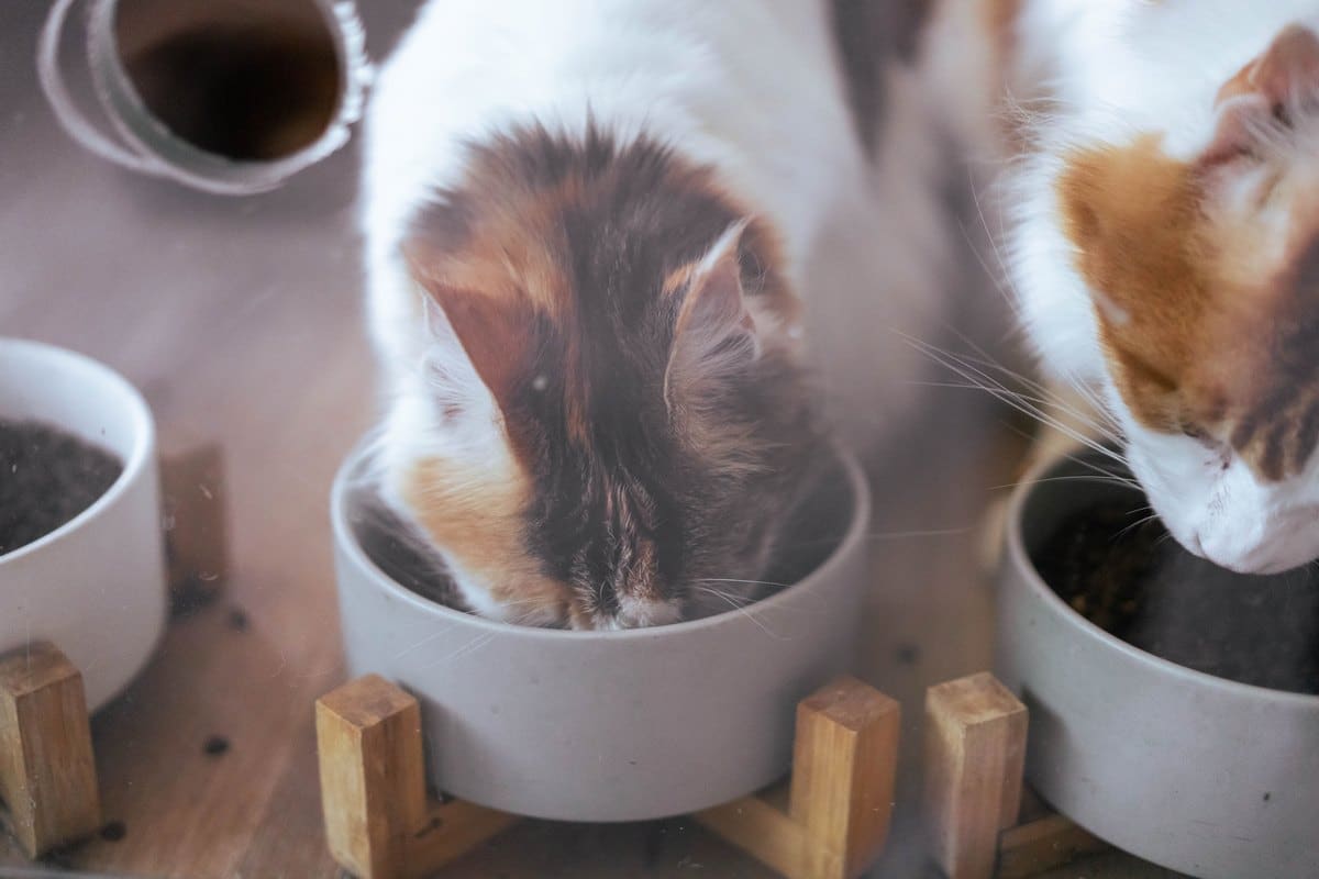 Zwei Katzen fressen aus Näpfen nebeneinander