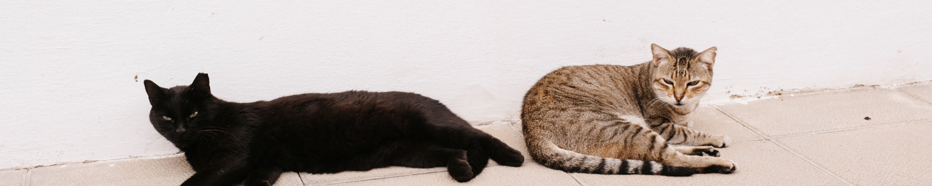 Leukose bei Katzen (FeLV): Ansteckung, Test und Impfung