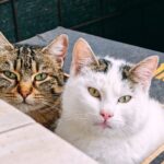 Leukose bei Katzen (FeLV): Ansteckung, Test und Impfung