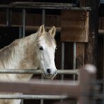 Lipizzaner: Rasseporträt mit Geschichte, Charakter und Haltung