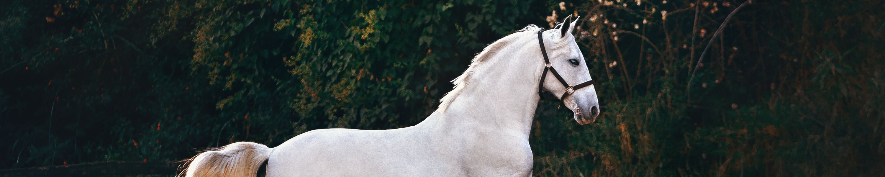 Lipizzaner: Rasseporträt mit Geschichte, Charakter und Haltung