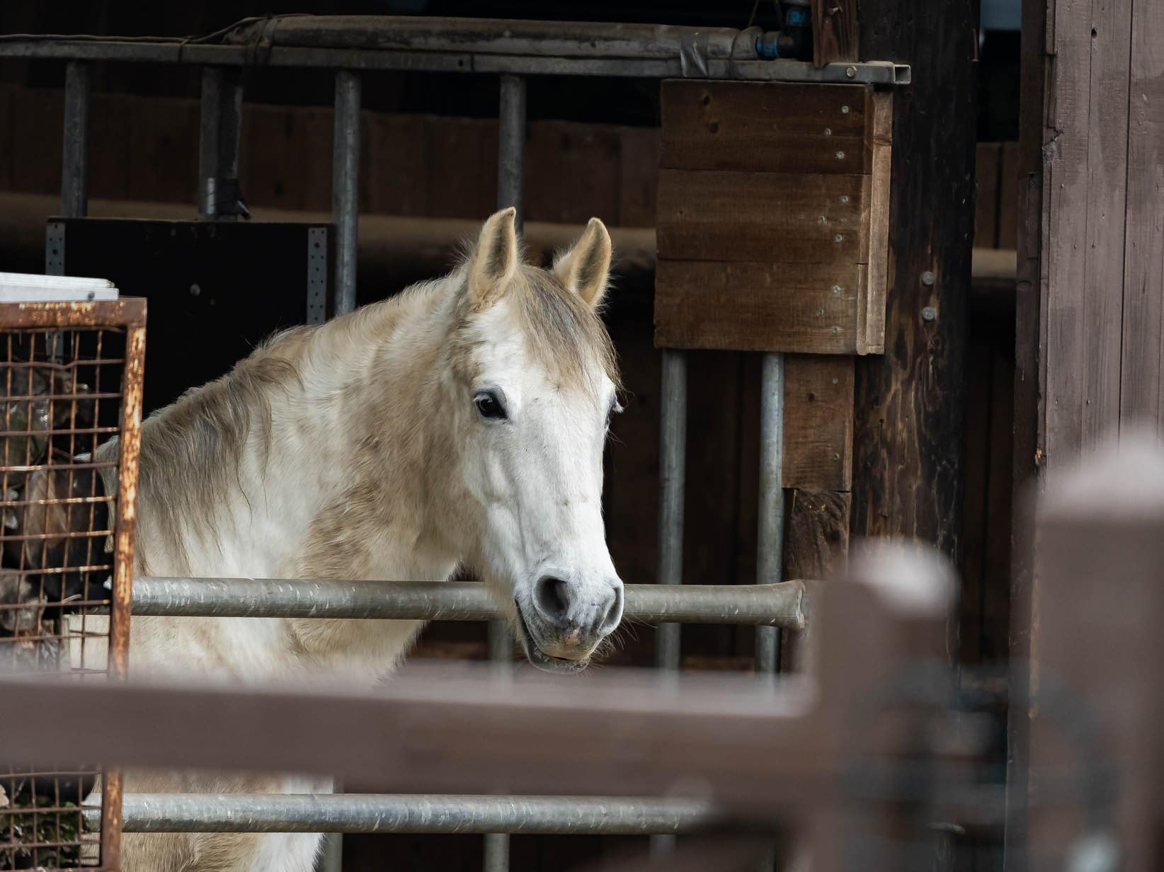 Lipizzaner: Rasseporträt mit Geschichte, Charakter und Haltung