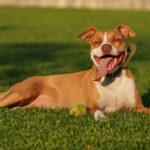 Listenhunde in Österreich und Deutschland: Rasseliste nach Bundesland